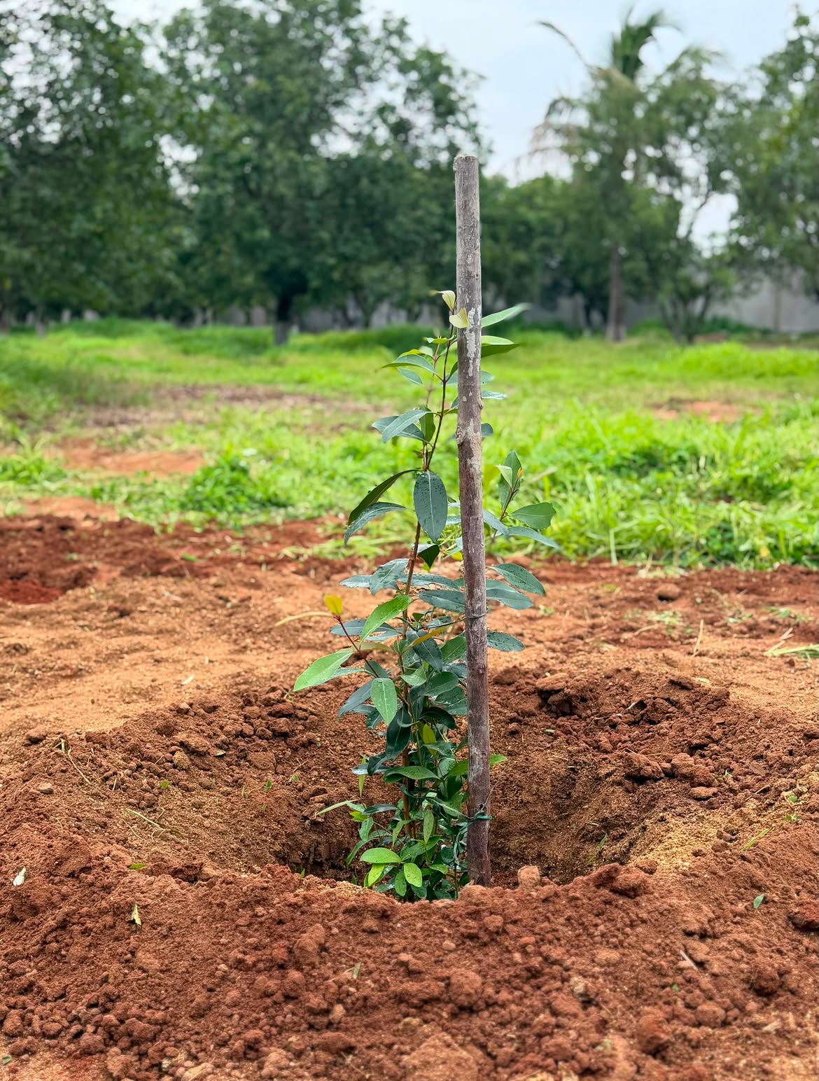 ఈ సినిమా షూటింగ్లో గాయపడ్డ ఎన్టీఆర్కు ఇటీవల సర్జరీ జరిగింది. ఈ సర్జరీ కారణంగా మూడు నెలలు డ్రాగన్ షూటింగ్కు దూరమయ్యారు.