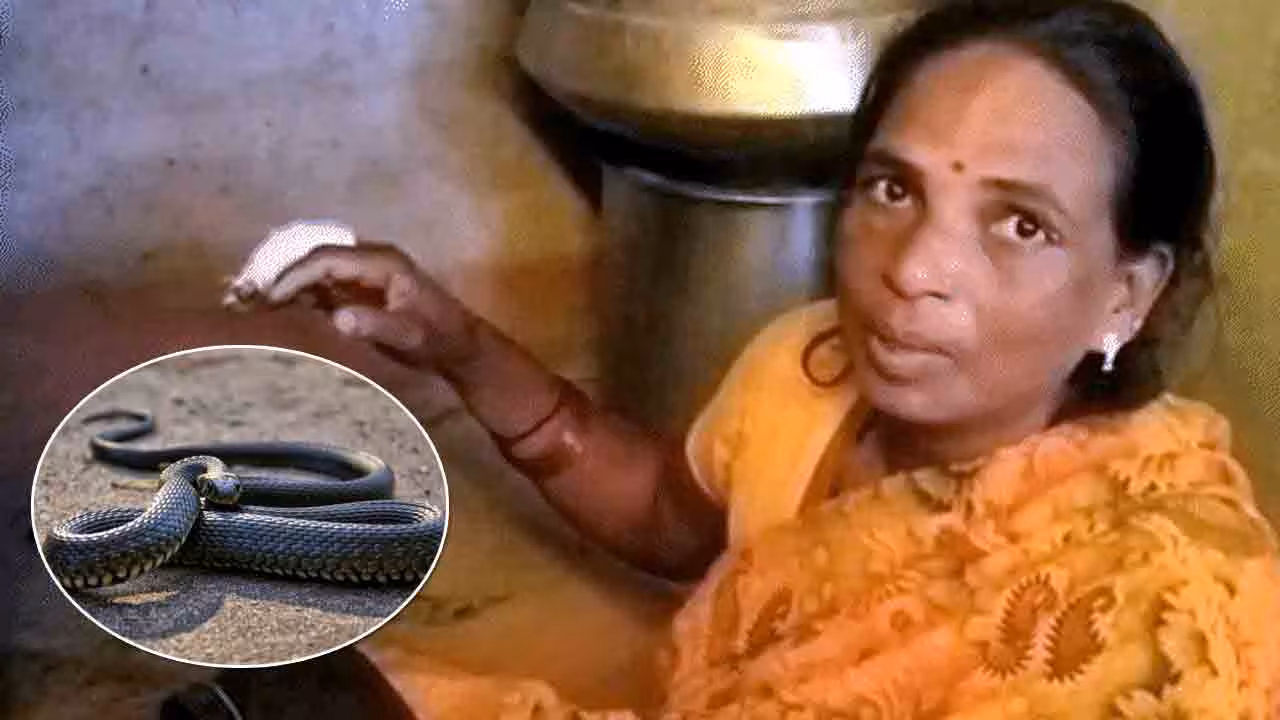 Snake bites | రెండు నిమిషాల్లో ఐదుసార్లు కాటేసిన పాము.. మహిళను కాపాడిన 35 ఇంజక్షన్లు