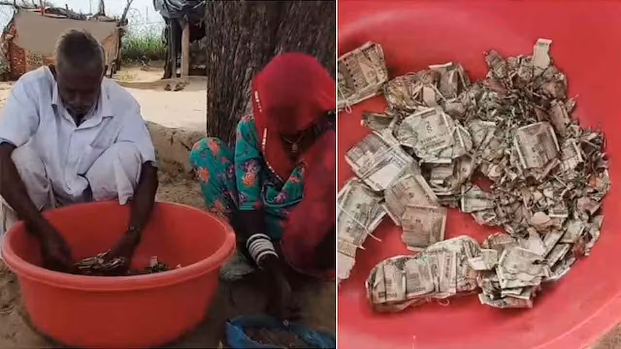 Rajasthan | పొలంలో దాచిన రూ. 5 లక్షలు చెదలపాలు.. ఓ రైతు నిర్లక్ష్యం ఇదీ..!