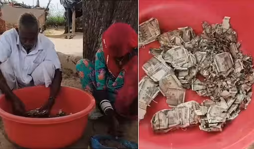 Rajasthan | పొలంలో దాచిన రూ. 5 ల‌క్ష‌లు చెద‌ల‌పాలు.. ఓ రైతు నిర్ల‌క్ష్యం ఇదీ..!