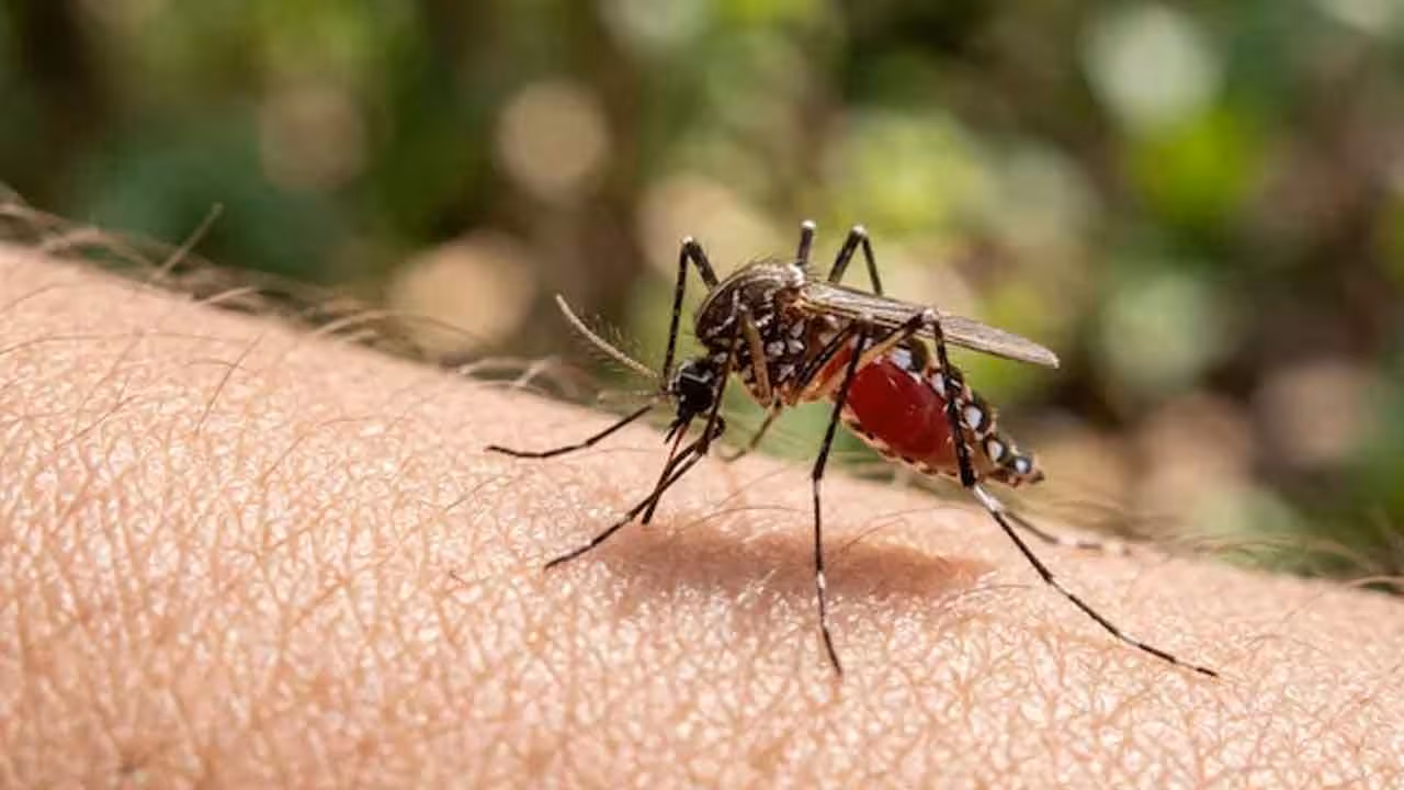 Malaria | ఇక దోమకాటుతో మలేరియాకు అడ్డుకట్ట.. సైంటిస్టుల వినూత్న ప్రయోగం..