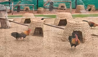 Hyderabad Zoo | హైదరాబాద్ జూపార్కులో అరుదైన ‘కోడి’..! జీవితకాలం 20 ఏళ్లు..!!