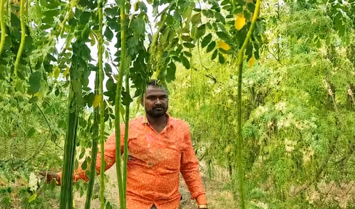 Drumstick | దానిమ్మ కంటే మున‌గ కాయ‌లే బెట‌ర్.. ఓ యువ రైతు ట‌ర్నోవ‌ర్ ఏడాదికి రూ. 1.15 కోట్లు..!