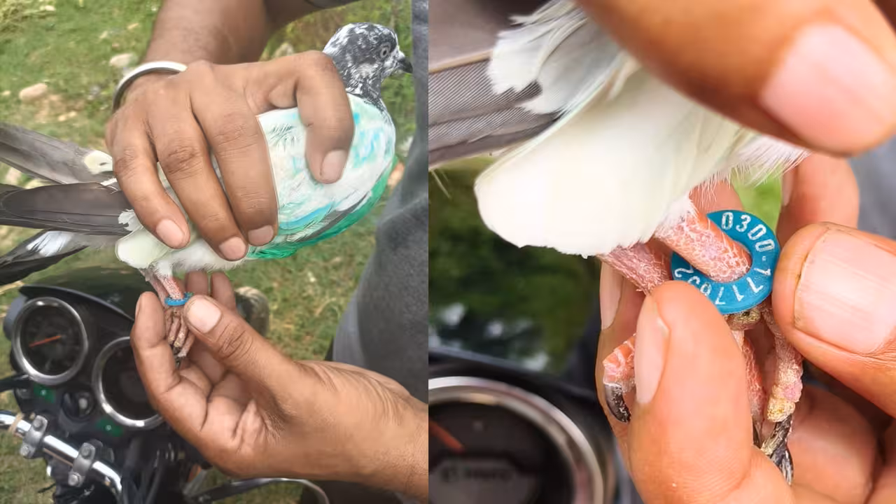 Kathua Pigeon Caught | జమ్ముకశ్మీర్లో ‘పాకిస్థాన్ పావురం’ కలకలం.. కాలికి ఉన్న రింగ్పై ఏముందంటే?