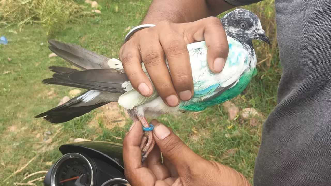 Suspected Spy Pigeon with Pakistani Phone Number Caught in J&K's Kathua