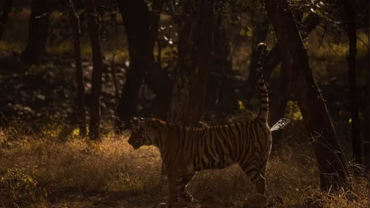 Tiger Scent Tracking | పులుల వాసన పసిగట్టి వాటి ‘జాతకం’ చెప్పేయొచ్చు.. ఇండియన్ సైంటిస్టుల అద్భుత ఆవిష్కరణ