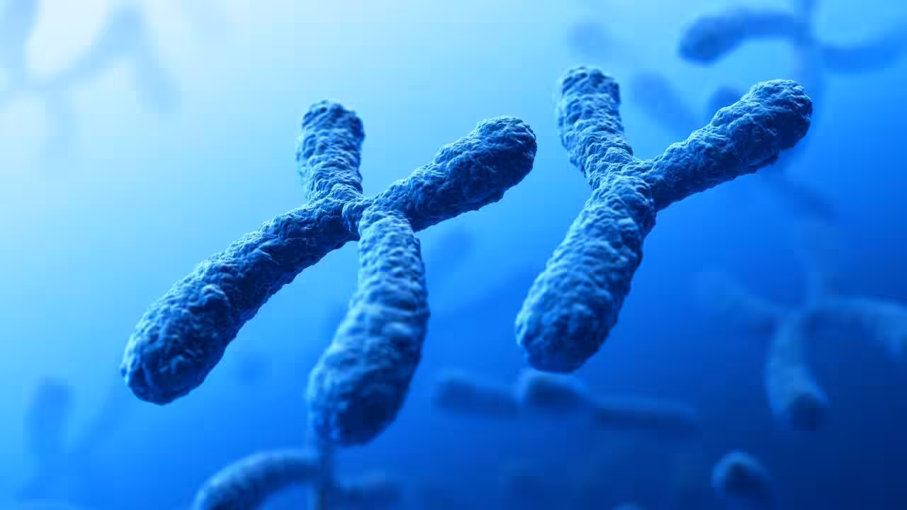 Is the Y Chromosome Disappearing What It Means for the Future of Men