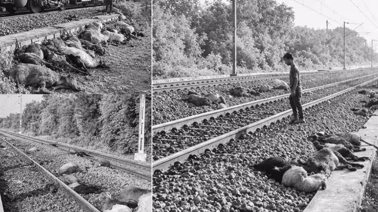 Sheep | బీబీనగర్లో విషాదం.. రైలు ఢీకొని సుమారు 100 గొర్రెలు మృతి