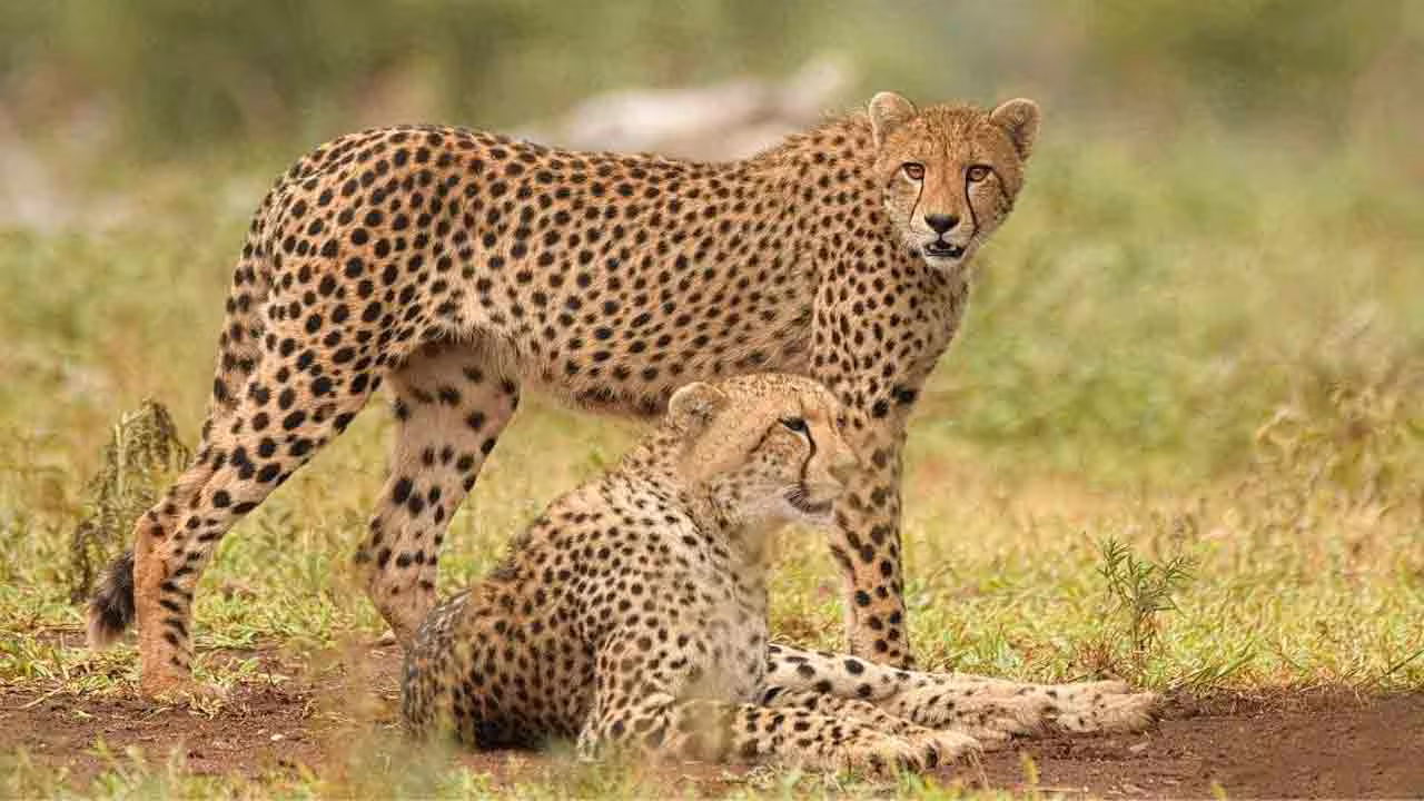 Cheetah | విజయవంతంగా ప్రాజెక్టు చీతా.. 71 ఏండ్ల తర్వాత భారత గడ్డపై చీతాల సందడి