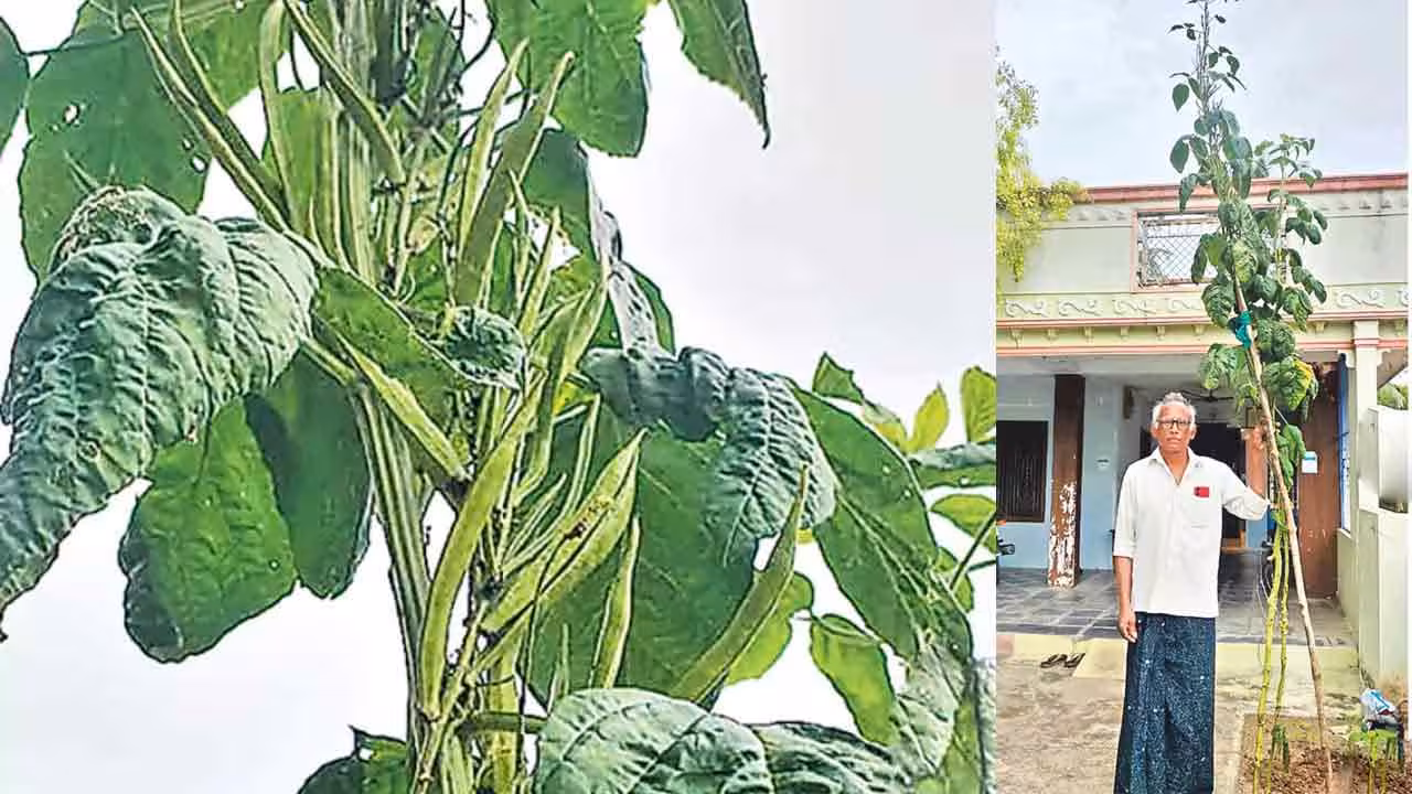 Goru Chikkudu | 12 అడుగుల ఎత్తులో గోరు చిక్కుడు.. ఆశ్చర్యంగా తిలకిస్తున్న స్థానికులు