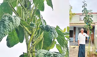 Goru Chikkudu | 12 అడుగుల ఎత్తులో గోరు చిక్కుడు.. ఆశ్చర్యంగా తిలకిస్తున్న స్థానికులు