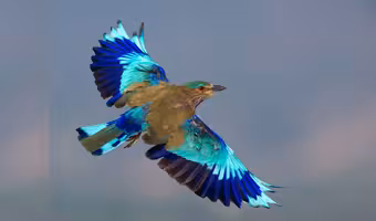 Indian Roller | పాల‌పిట్ట‌ను బంధిస్తే మూడేండ్ల జైలు.. దసరా వేళ ప్రదర్శిస్తే క‌ఠిన చ‌ర్య‌లు..