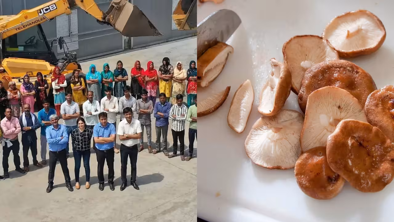 IIT IIM Graduates Mushroom Farming | అమెరికాలో లగ్జరీ జాబ్ వదిలేశారు.. పుట్టగొడుగుల సాగుతో కోట్లు ఆర్జిస్తున్న ఐఐటీ, ఐఐఎం టెకీలు