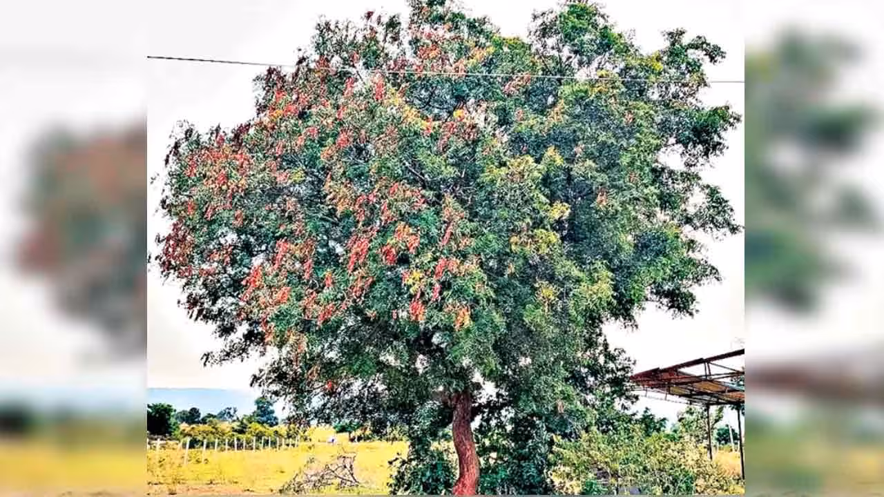 Neem Tree | నల్లమలలో వేప చెట్లకు వింత తెగులు..