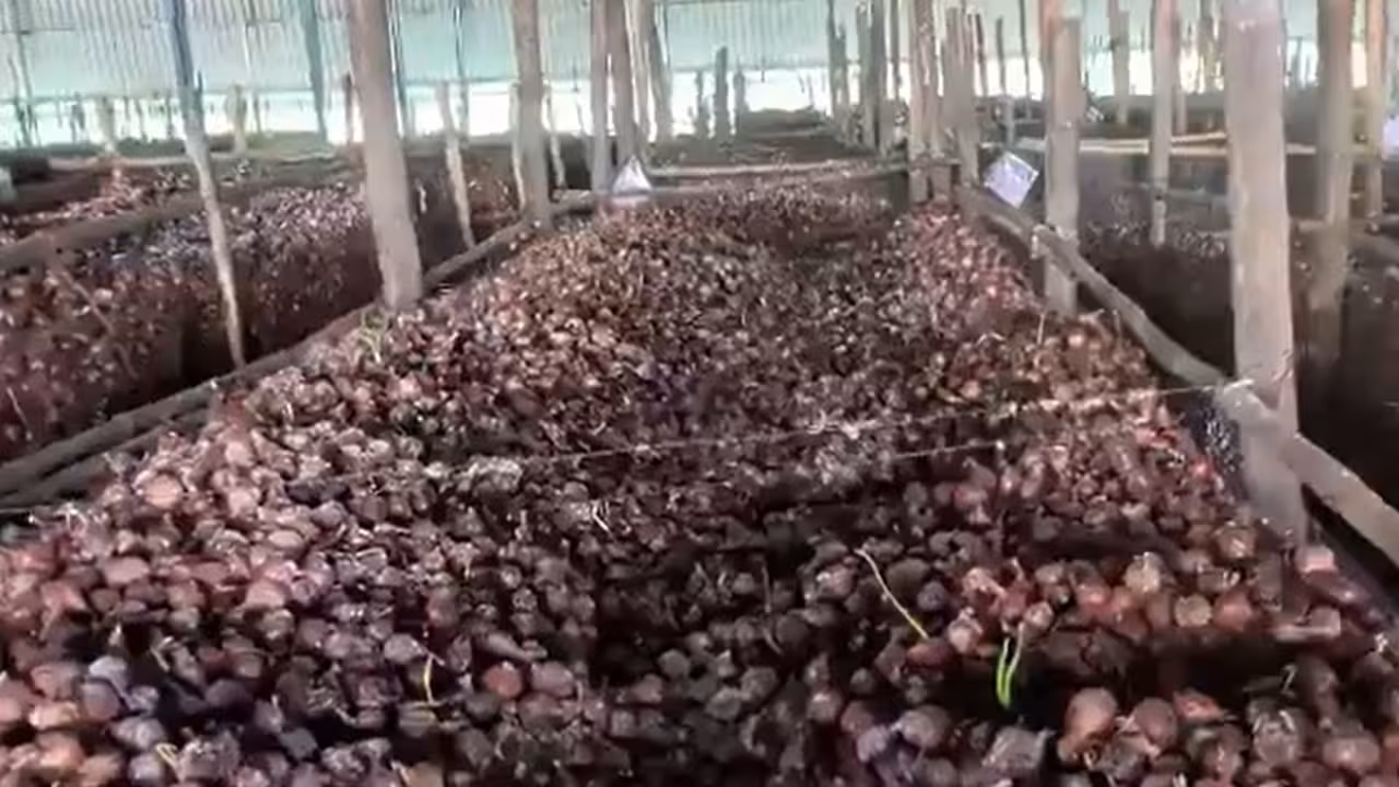 Nashik Onion Wastage | నాసిక్లో దారుణం: గోదాముల్లో కుళ్లిపోతున్న లక్షల టన్నుల ఉల్లి.. అధికారుల నిర్లక్ష్యమే కారణమా?