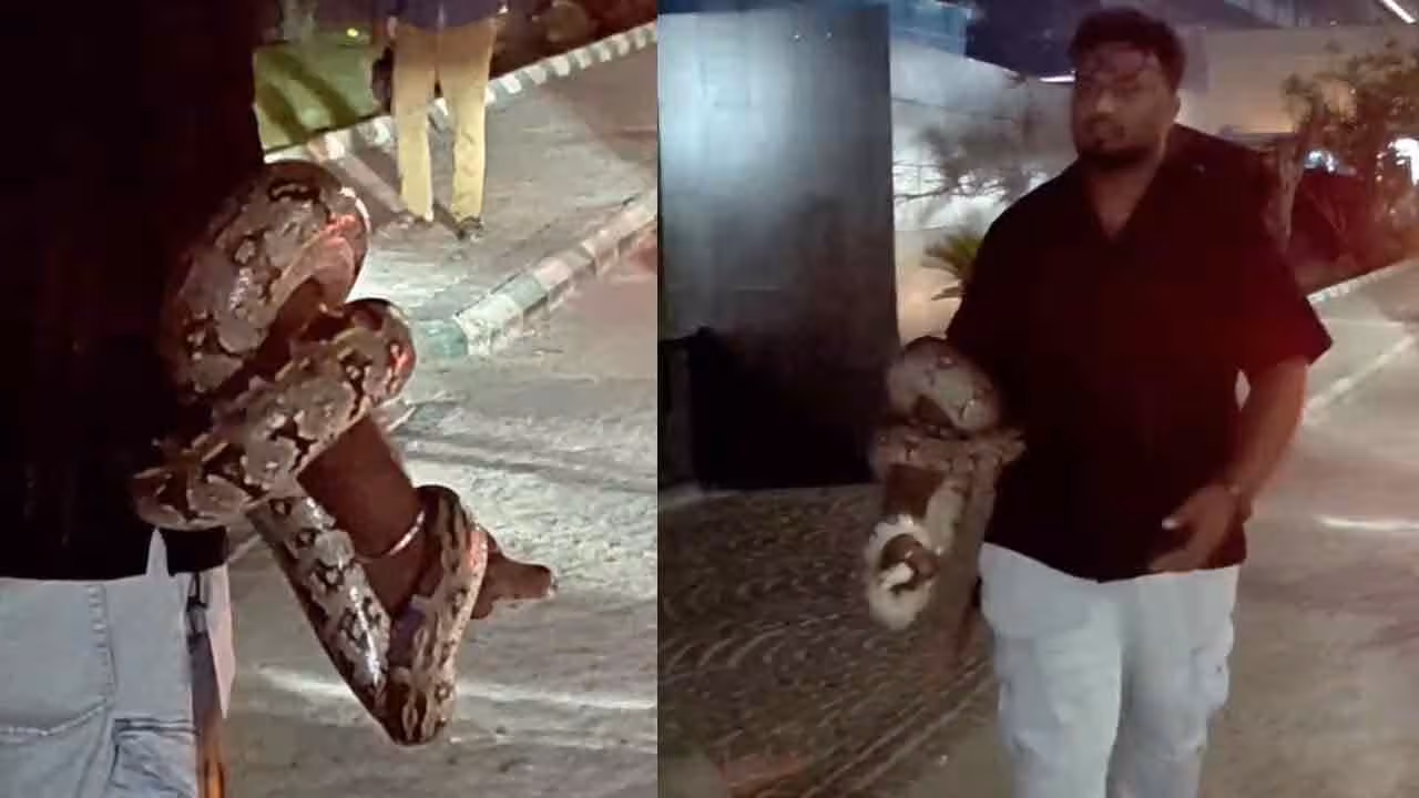 Python | దుర్గం చెరువు @ ఐటీ కంపెనీ ముందు కొండ చిలువ ప్రత్యక్షం