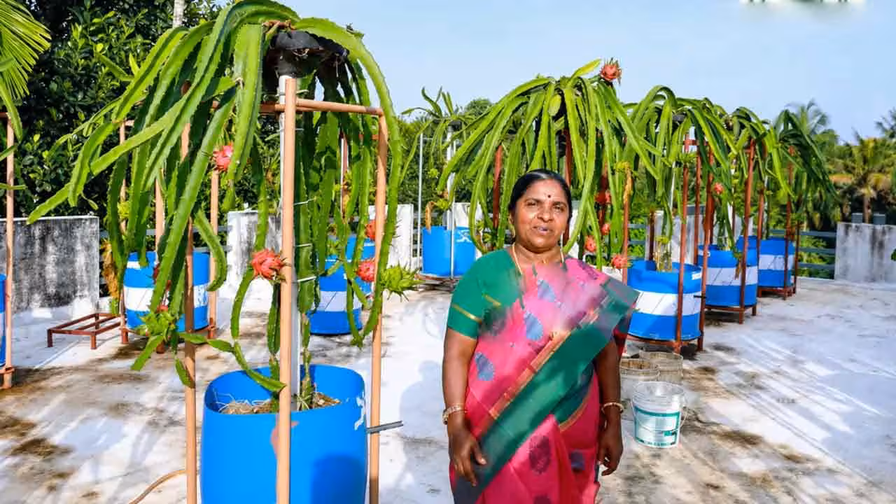 Dragon Fruit on Terrace | టెర్రస్పై డ్రాగన్ ఫ్రూట్ సాగు.. నెలకు రూ. 4 లక్షలు సంపాదిస్తున్న రిటైర్డ్ ప్రధానోపాధ్యాయురాలు