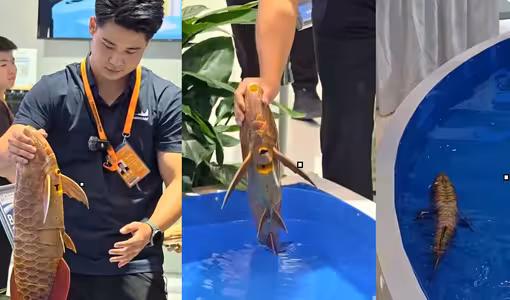 Bionic Robot Fish | నీటిలో అచ్చం నిజమైన చేపలా ఈదుతున్న రోబో.. వీడియో వైరల్