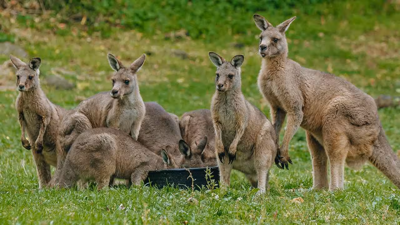 Hyderabad Zoo | హైదరాబాద్ జూపార్కుకు కంగారూలు..!