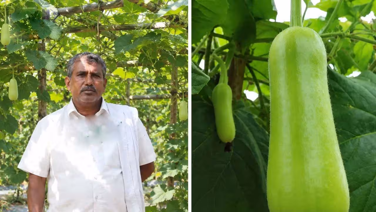 Baby bottle gourds | సొరకాయల వ్యాపారం.. రోజుకు రూ. 50,000 సంపాదన..