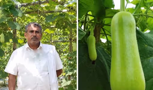 Baby bottle gourds | సొర‌కాయ‌ల వ్యాపారం.. రోజుకు రూ. 50,000 సంపాద‌న‌..