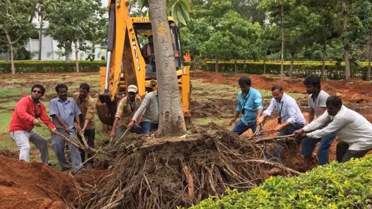 Tree Translocation | వందేళ్ల నాటి మహా వృక్షాలకు పునర్జన్మ: చెట్లను నరక్కుండా వేర్లతో సహా మరోచోటుకి ఎలా తరలిస్తున్నారో తెలుసా?
