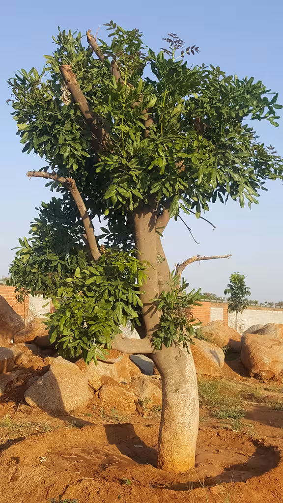 Giving Mature Trees a Second Life How Tree Translocation Is Saving Thousands of Old Trees From the Axe